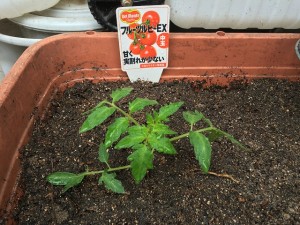 トマト  定植 2015.4.15