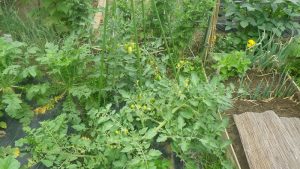 ミニトマト 市民農園 2016.6.24