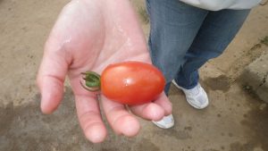 ミニトマト 収穫 2016.6.27 市民農園