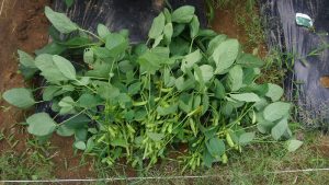 枝豆 収穫 2016.7.6 市民農園