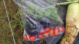 トマト・ピーマン・ナス 収穫 2016.7.6 市民農園